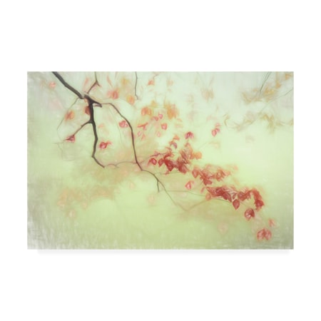 Gilbert Claes 'Luce Dorata' Canvas Art,22x32